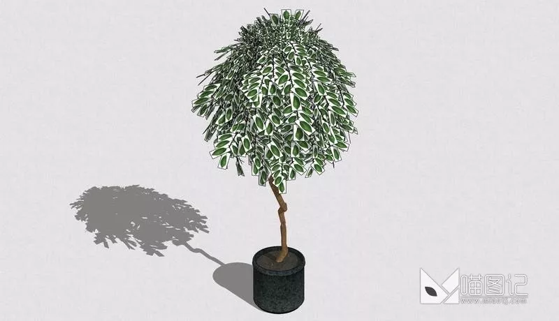 植物盆栽692