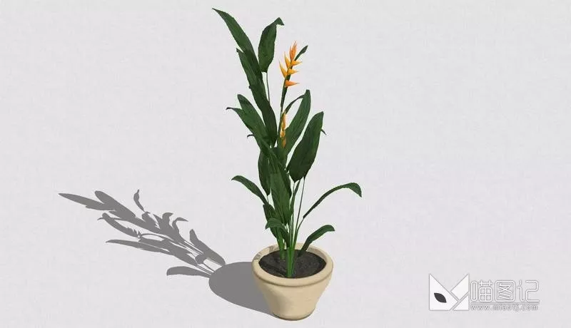 植物盆栽739
