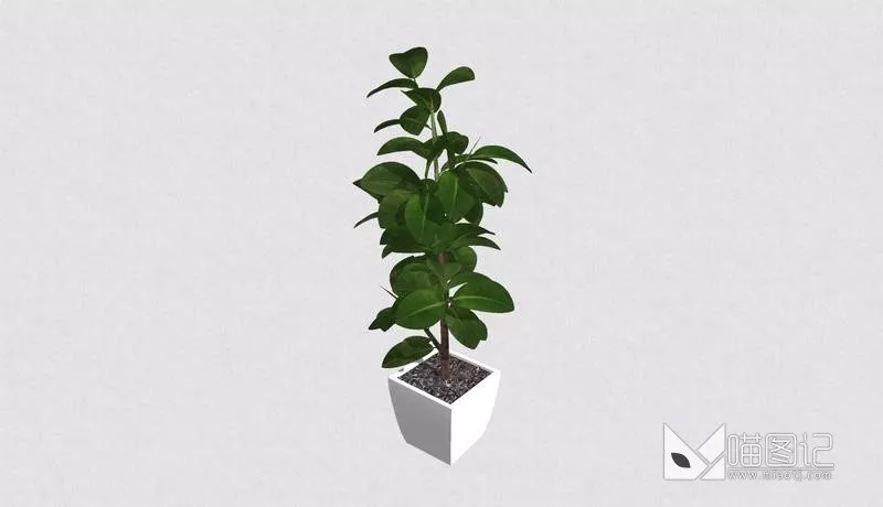 植物盆栽4925