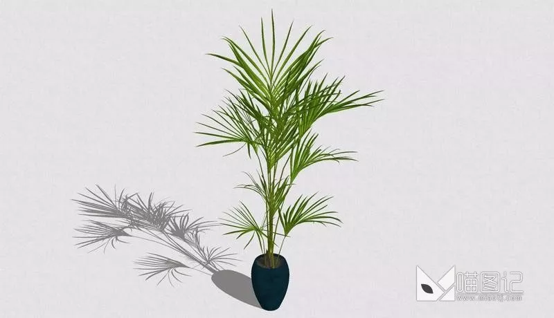 植物盆栽705