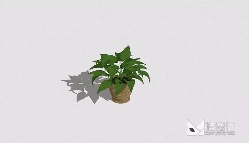 植物盆栽57
