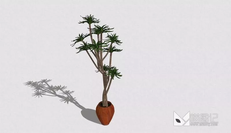 植物盆栽708