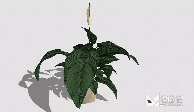 植物盆栽694