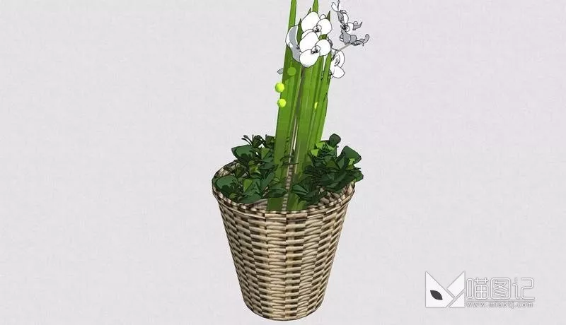植物盆栽4932