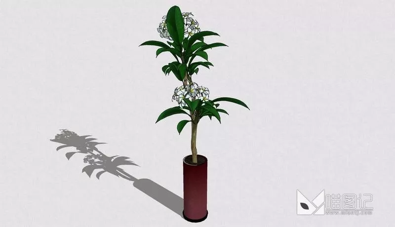 植物盆栽723