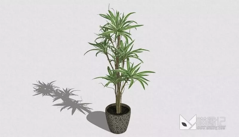 植物盆栽740