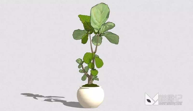 植物盆栽747