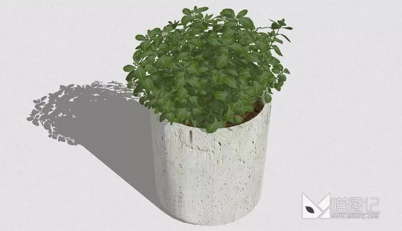 植物盆栽681
