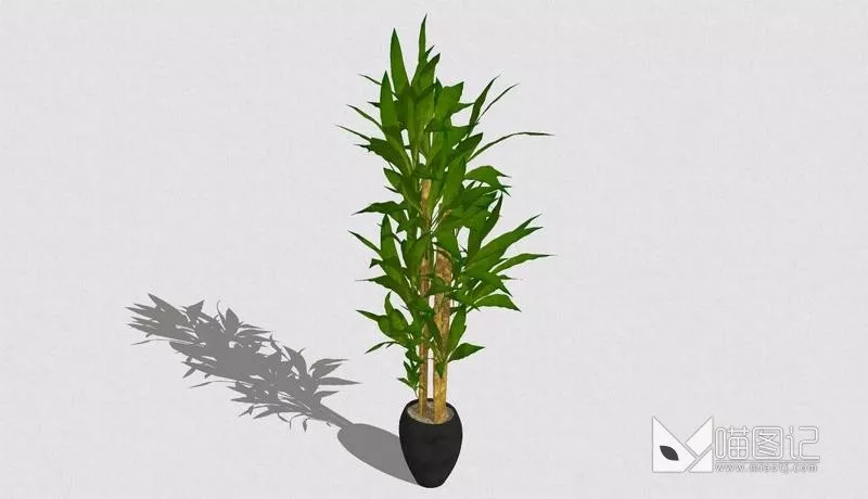 植物盆栽745