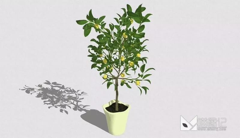 植物盆栽742
