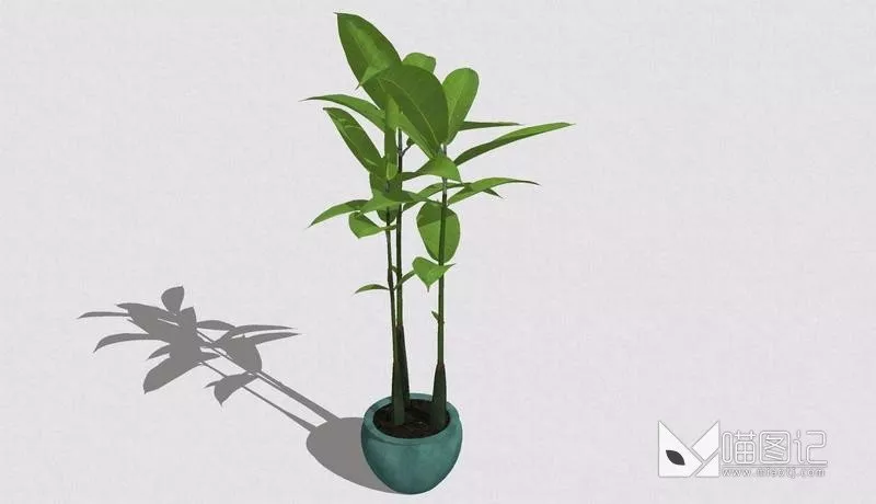 植物盆栽717