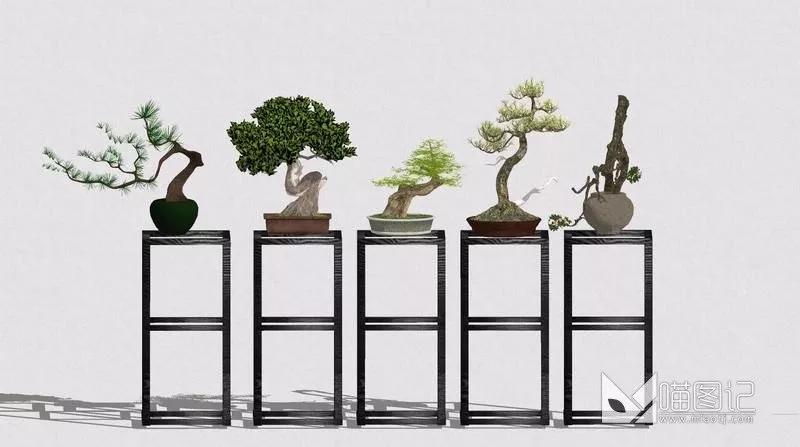 植物盆栽4334