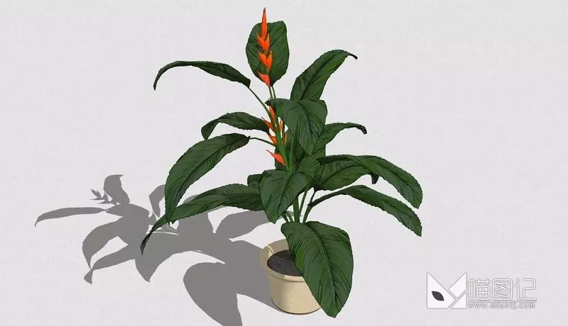 植物盆栽703
