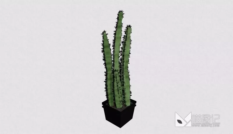 植物盆栽4926