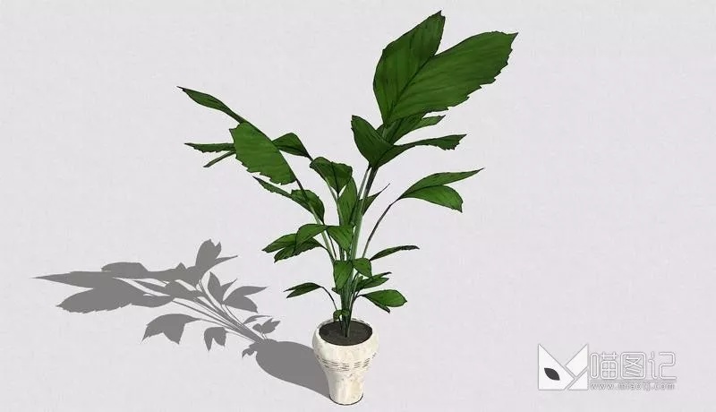 植物盆栽719