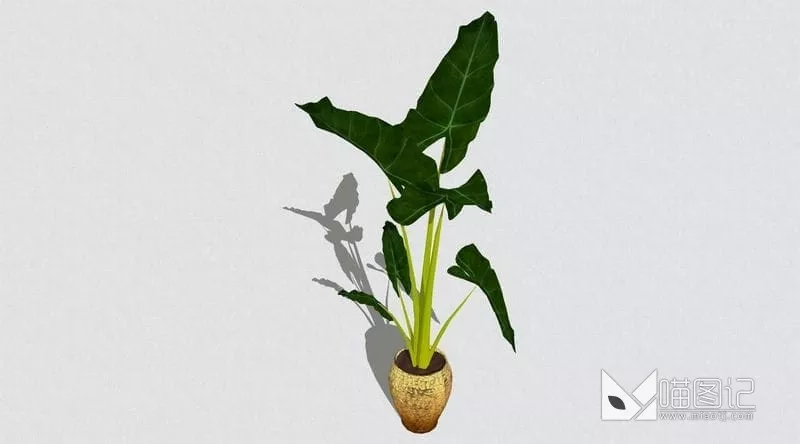 植物盆栽花瓶插花ID:45441_喵图记