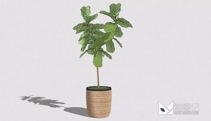 植物盆栽748