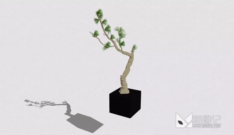 植物盆栽4920
