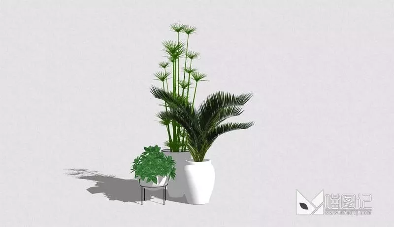 植物盆栽6362