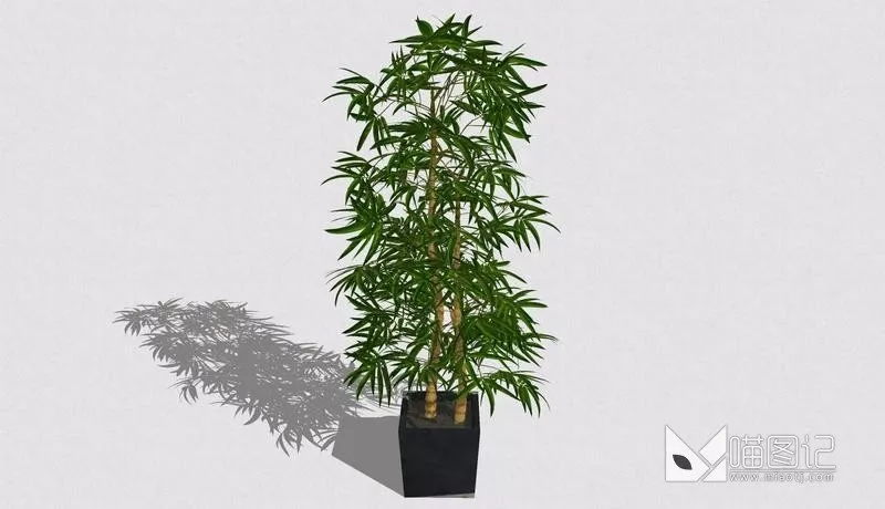 植物盆栽697