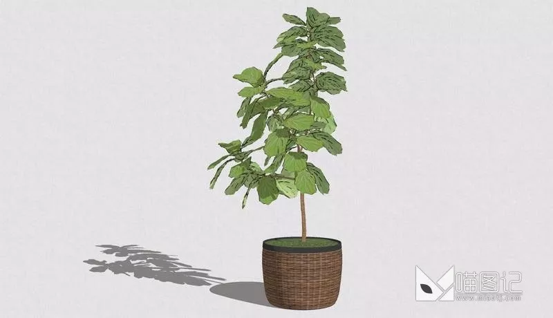 植物盆栽749