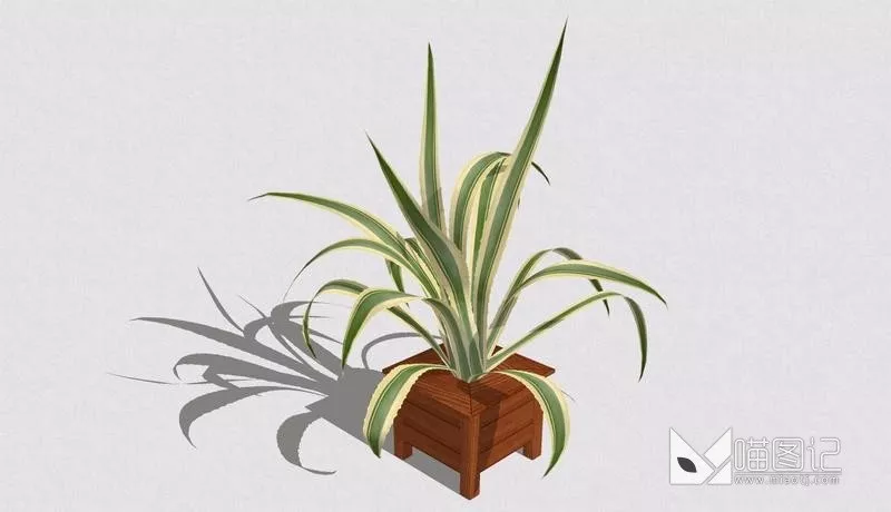 植物盆栽744