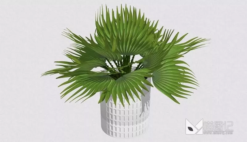 植物盆栽1084