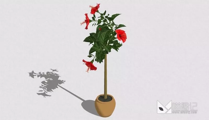 植物盆栽721