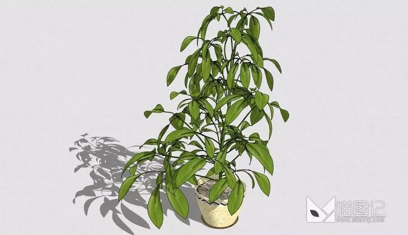 植物盆栽689