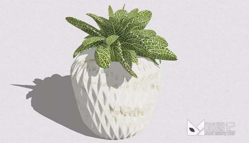 植物盆栽675