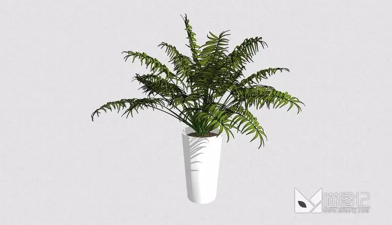 植物盆栽4921