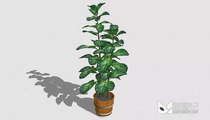 植物盆栽693