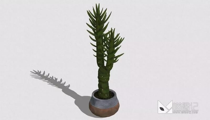 植物盆栽706