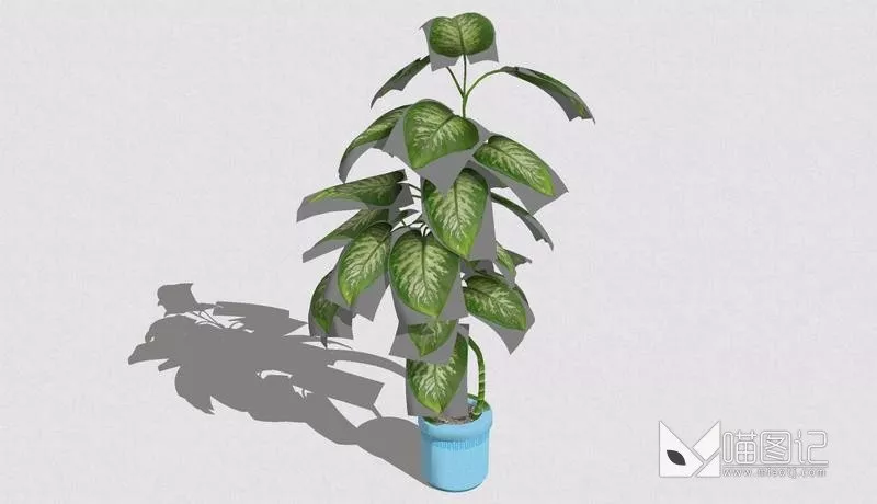 植物盆栽665