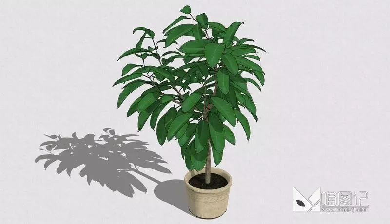 植物盆栽666