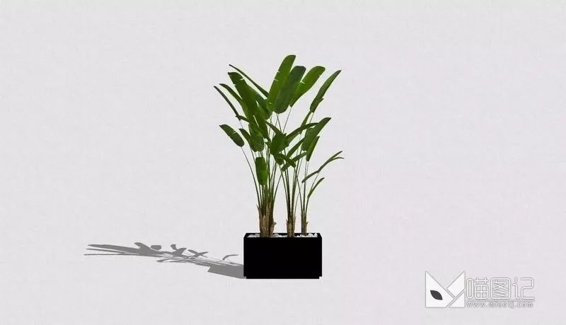 植物盆栽6350