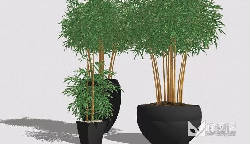植物盆栽754