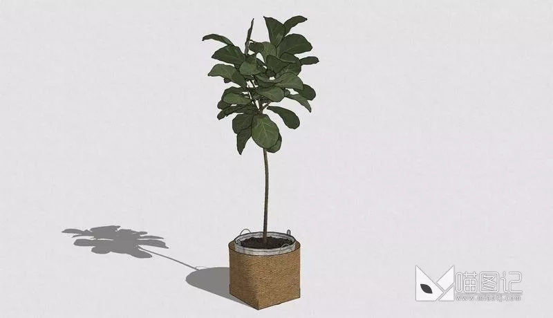 植物盆栽5168