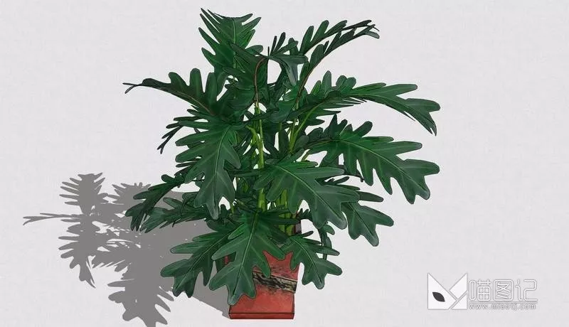 植物盆栽704
