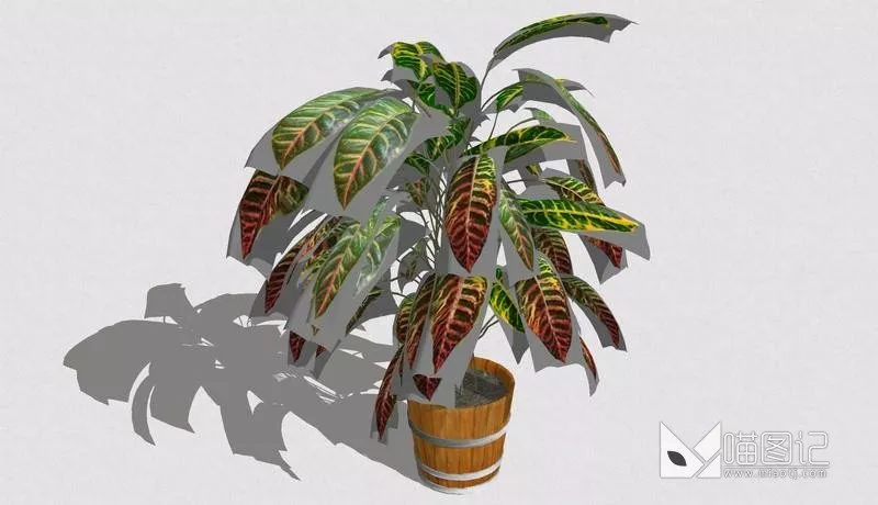 植物盆栽672