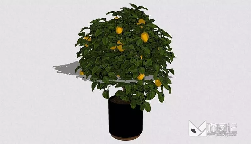 植物盆栽1112