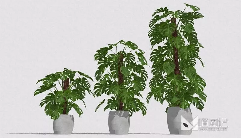 植物盆栽1085