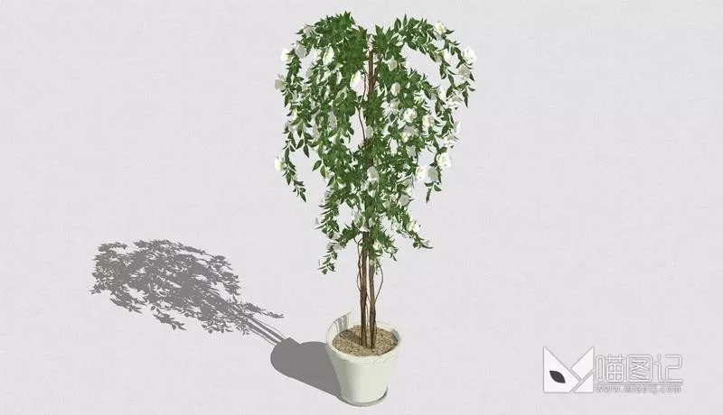 植物盆栽724