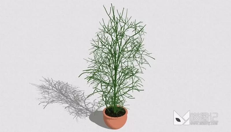 植物盆栽737