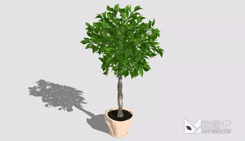 植物盆栽732