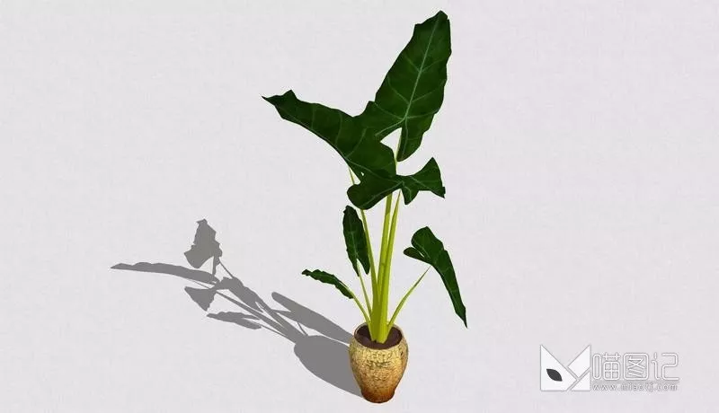 植物盆栽4919