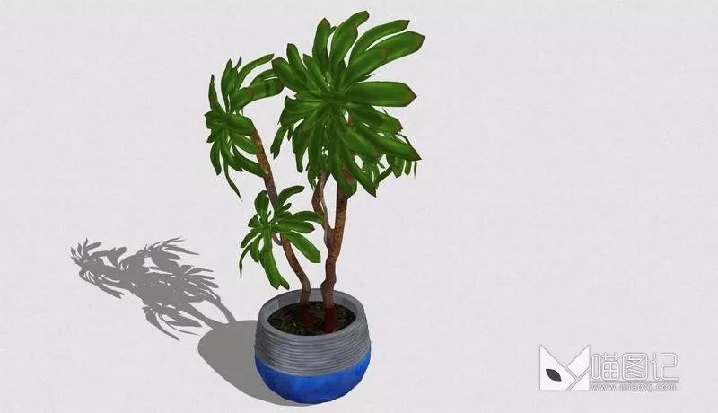 植物盆栽699