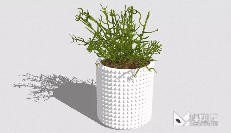 植物盆栽676