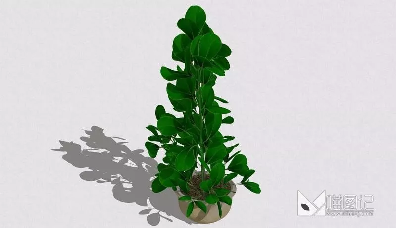 植物盆栽746