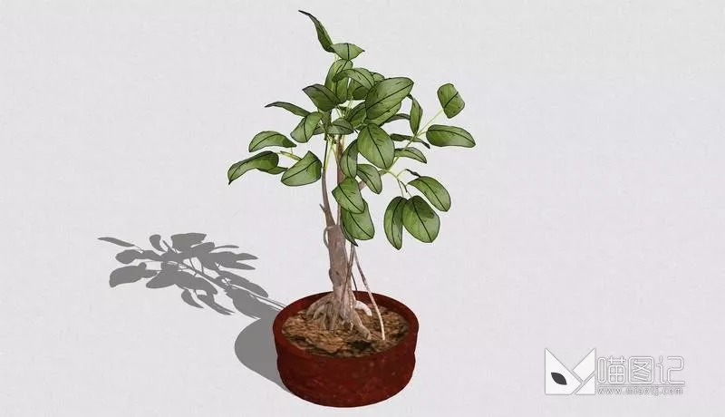 植物盆栽709